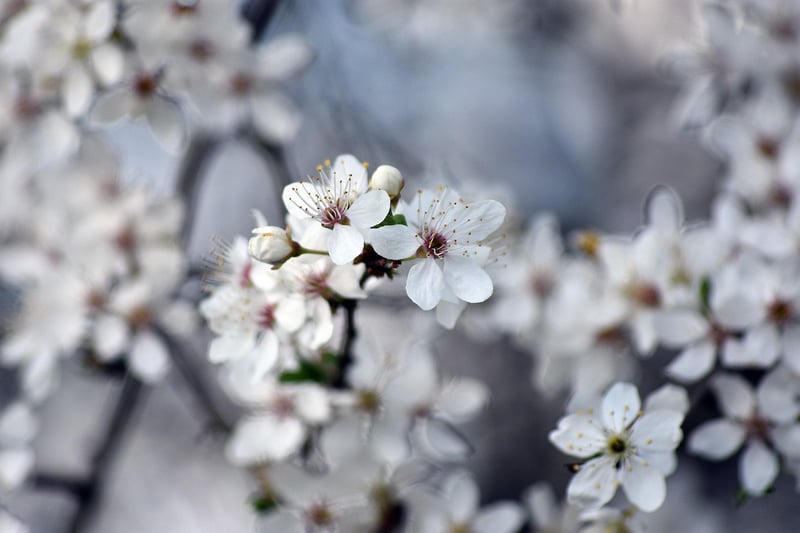 Flowering