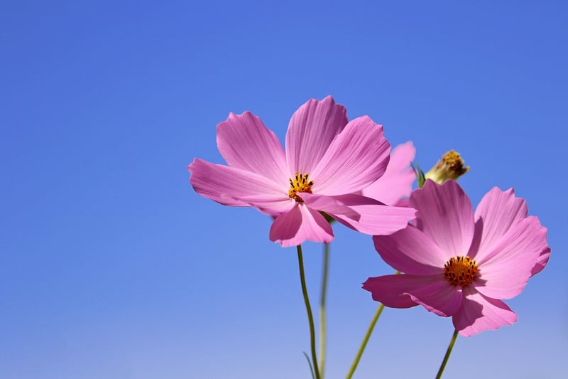 Garden flowers