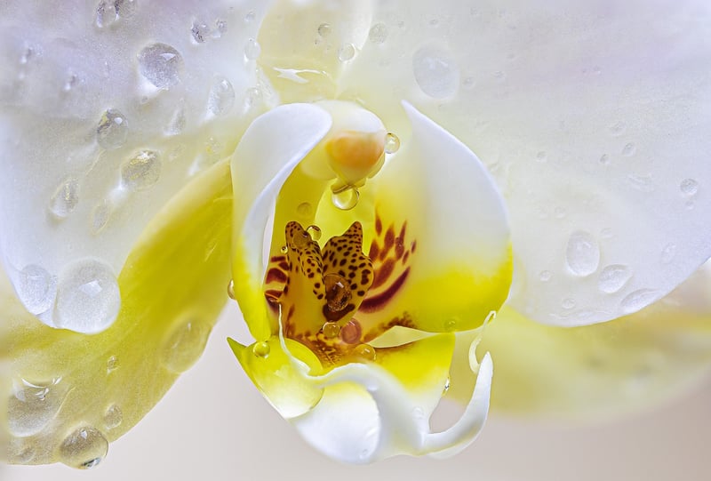 Orchid Flower