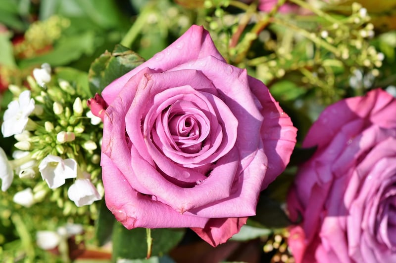 Pink Rose